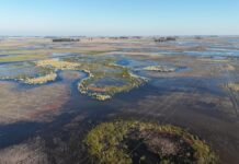 Declaran emergencia agropecuaria por inundaciones en ocho partidos bonaerenses