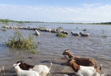 Estiman que hay un millón de hectáreas inundadas en el norte de Santa Fe
